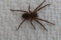 Zoropsis spinimana
