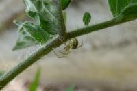 Enoplognatha ovata
