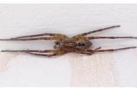 Zoropsis spinimana