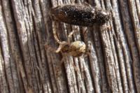 Theridion
