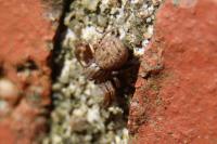 Xysticus