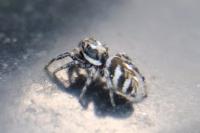 Salticus scenicus