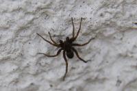 Pardosa