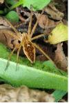 Pisaura mirabilis