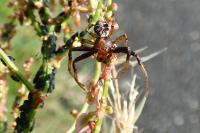 Xysticus