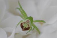 Ebrechtella tricuspidata