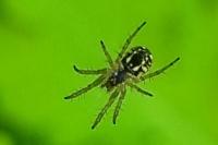Mangora acalypha
