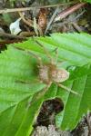 Olios argelasius