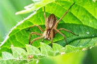 Pisaura mirabilis