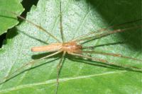 Tetragnatha