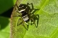Heliophanus cupreus