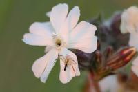 Thomisus onustus