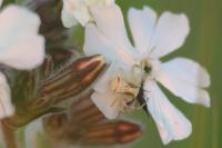 Thomisus onustus