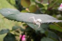 Misumena vatia