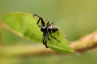 Synema globosum