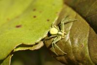 Misumena vatia