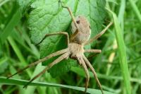 Pisaura mirabilis