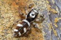 Salticus scenicus