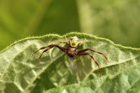 Ebrechtella tricuspidata