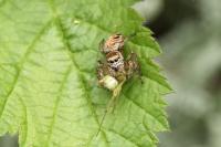 Evarcha arcuata