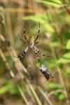 Argiope bruennichi