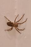 Zoropsis spinimana