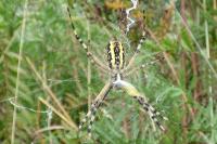 Argiope bruennichi