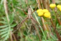 Argiope bruennichi