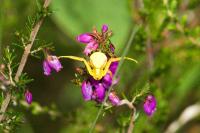 Misumena vatia