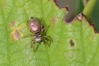 Heliophanus