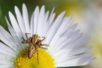 Oxyopes heterophthalmus