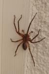Zoropsis spinimana
