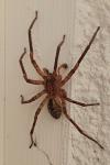 Zoropsis spinimana
