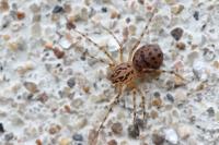 Scytodes thoracica