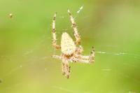 Araneus diadematus