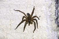 Zoropsis spinimana