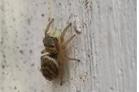 Heliophanus tribulosus