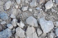 Atypus