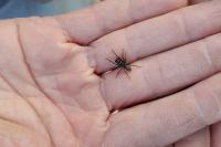 Atypus