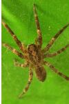 Zoropsis spinimana