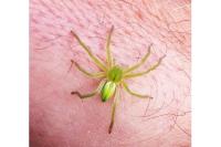 Micrommata virescens