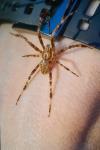Araneus diadematus
