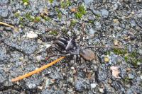 Atypus