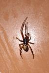 Steatoda nobilis