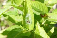 Agalenatea redii