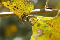 Araneus diadematus
