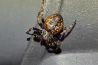 Nuctenea umbratica
