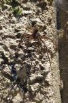 Larinioides sclopetarius