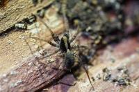 Pardosa saltans