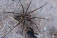 Eratigena atrica